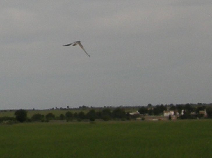 Era un grosso rapace bianco....?